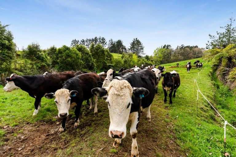 Photo of property in 32 Davis Road, Waiongana, Inglewood, 4389