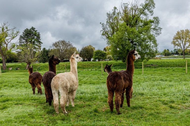 Photo of property in 18 Nixons Road, Fairlie, 7987