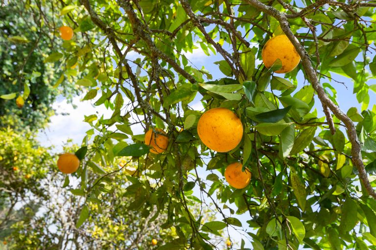 Photo of property in 4 Eccles Avenue, Te Kauwhata, 3710