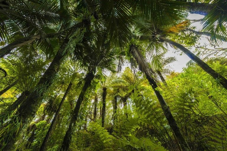 Photo of property in 74 Karahiwi Lane, Dairy Flat, 0794