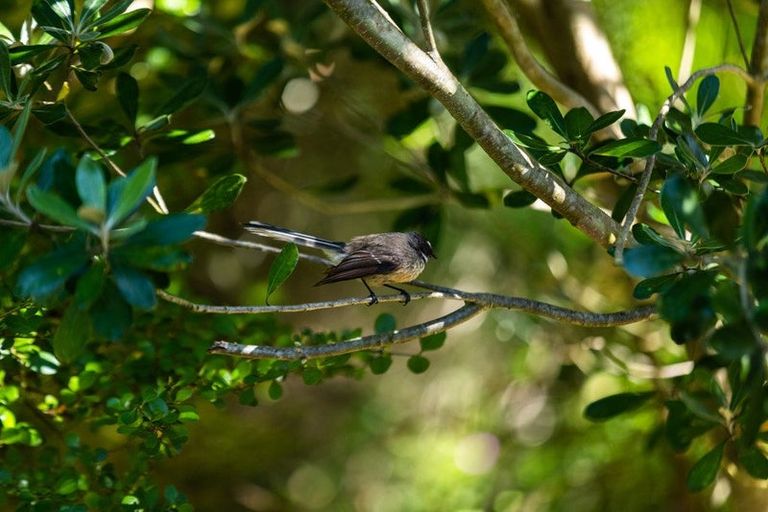 Photo of property in 55 Station Road, Paeroa, 3600