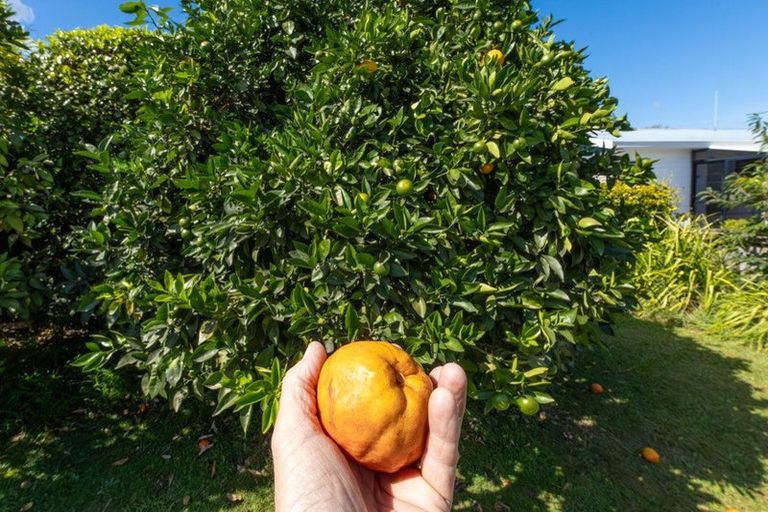 Photo of property in 33 Clarke Avenue, Te Aroha, 3320