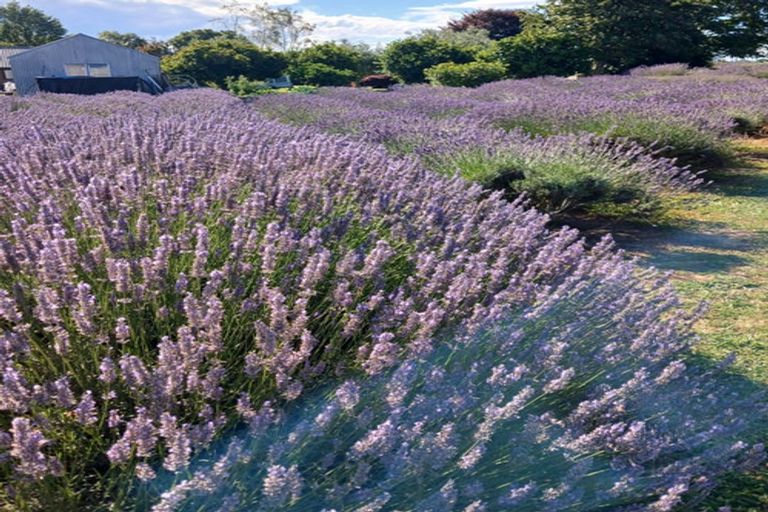 Photo of property in 169 Brotherhood Road, Kihikihi, Te Awamutu, 3875