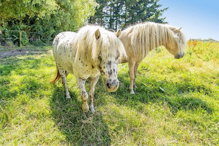 Photo of property in 55 Turiwhaia Road, Tuahiwi, Kaiapoi, 7691