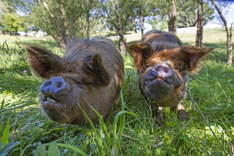 Photo of property in 615 Rotowaro Road, Huntly, 3771