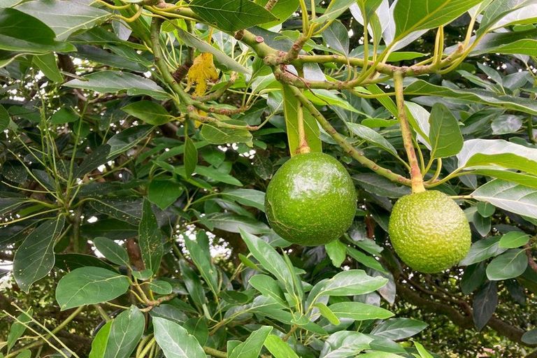 Photo of property in 244a Lindemann Road, Tahawai, Katikati, 3170