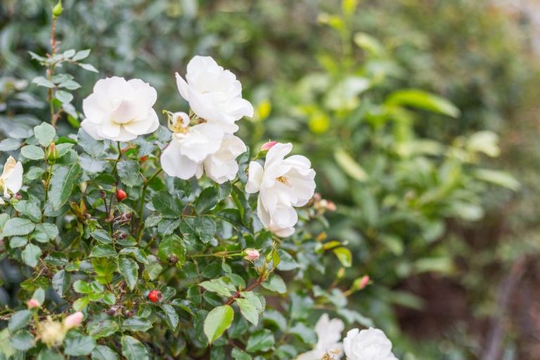 Photo of property in 74 John Burke Drive, Aotea, Porirua, 5024