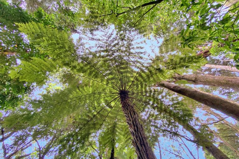 Photo of property in 3331 Waiare Road, Kaeo, 0478