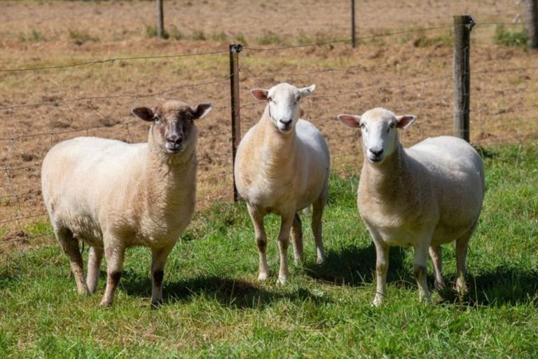 Photo of property in 191 Waikakaho Road, Tuamarina, Blenheim, 7273