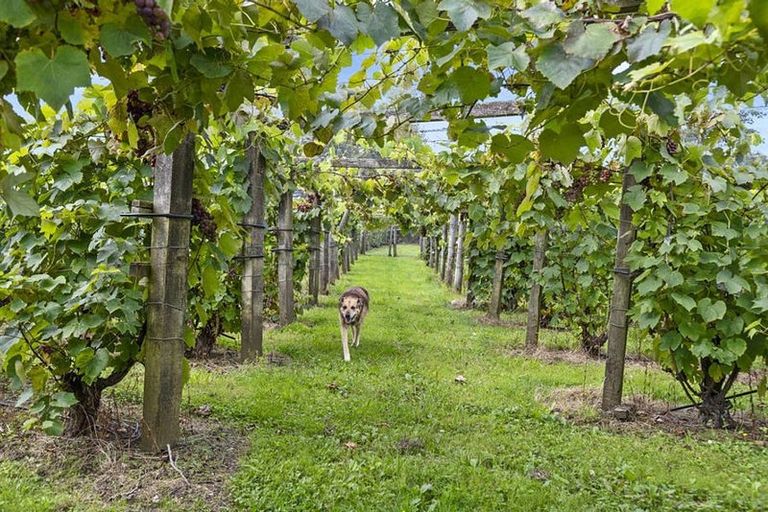 Photo of property in 126 Travers Road, Te Kauwhata, 3782