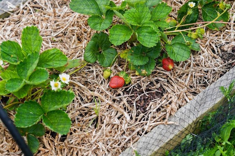 Photo of property in 24 Rodney Avenue, Te Horo Beach, Otaki, 5581