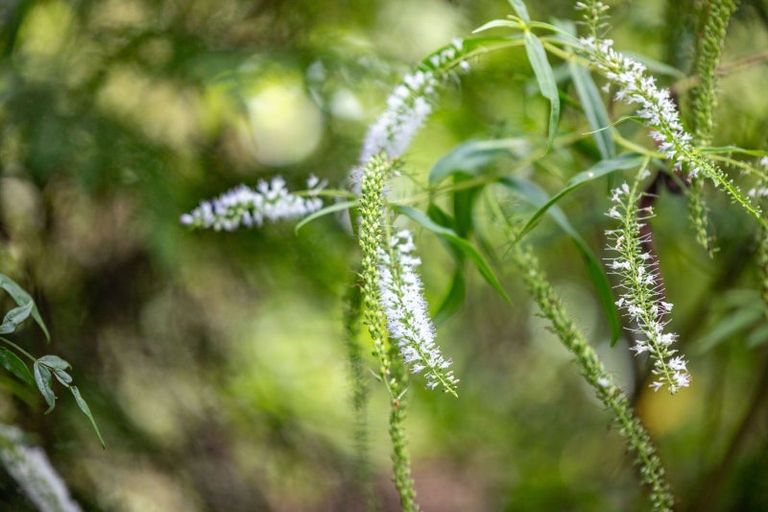 Photo of property in 93 Gibson Lane, Te Awamutu, 3800