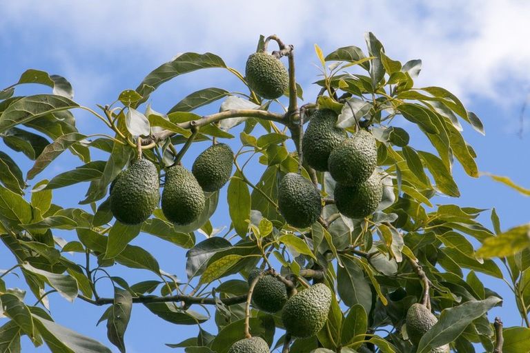 Photo of property in 237a Busby Road, Tahawai, Katikati, 3170