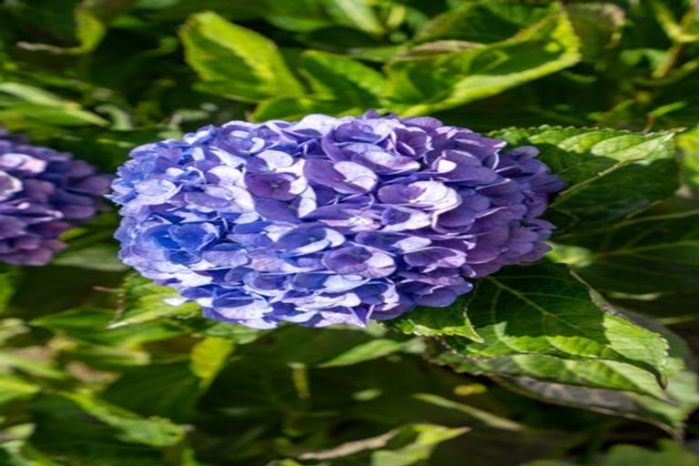 Photo of property in 95b Williams Street, Cambridge, 3434