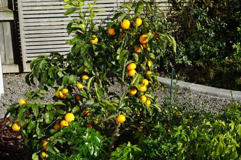 Photo of property in 8 Sackville Street, Martinborough, 5711