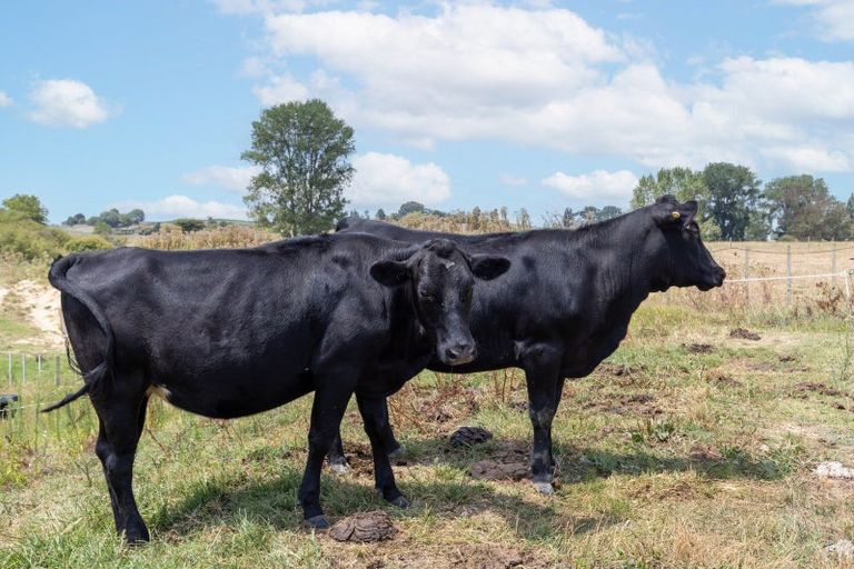 Photo of property in 250 Pokuru Factory Road, Pokuru, Te Awamutu, 3875