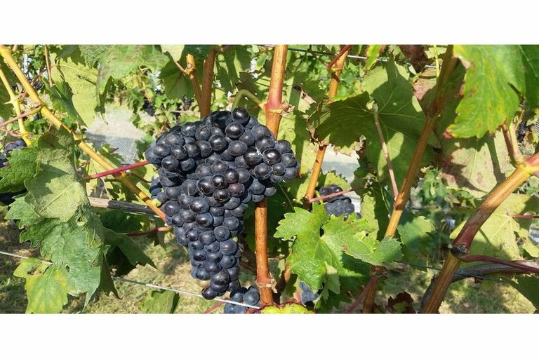 Photo of property in 142 Te Kowhai Point Road, Kerikeri, 0294