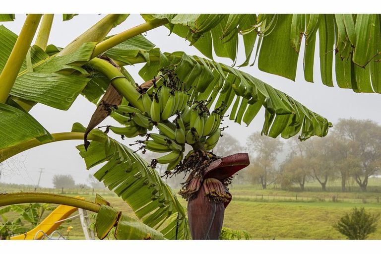 Photo of property in 382 Pahi Road, Pahi, Paparoa, 0571