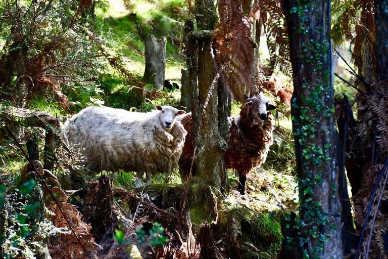 Photo of property in 6 Arapito Road, Karamea, 7893