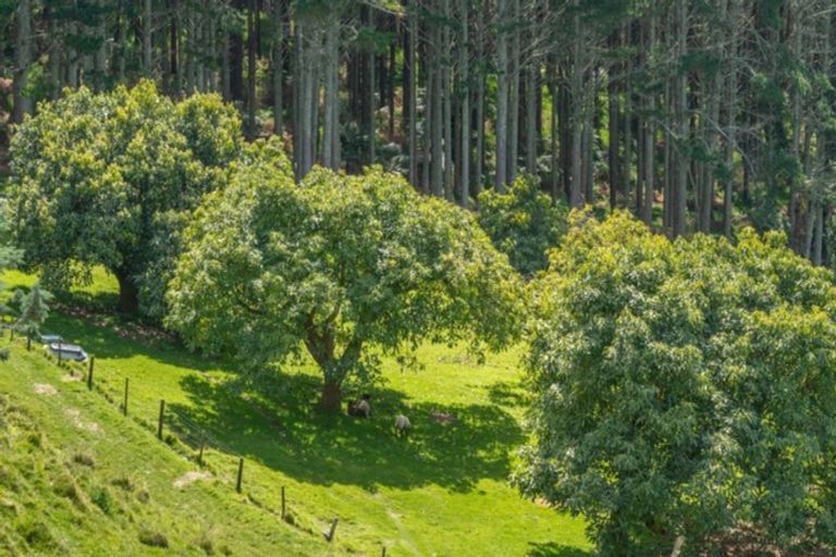 Photo of property in 233 Waipapa Block Road, Whakamarama, Tauranga, 3180