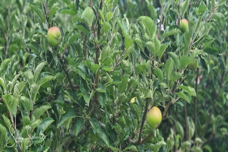 Photo of property in 6 Ash Grove, Maungaturoto, 0520