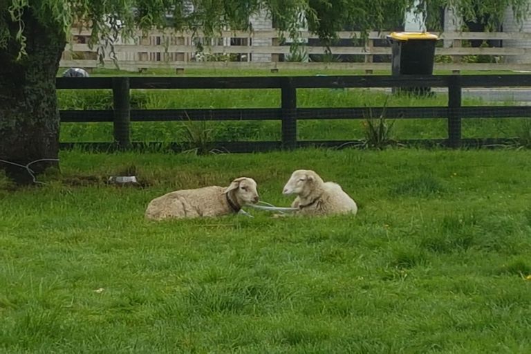 Photo of property in 32 Banks Road, Matamata, 3473