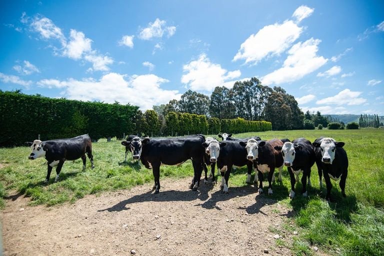 Photo of property in 56 Dukes Road South, Mosgiel, 9092