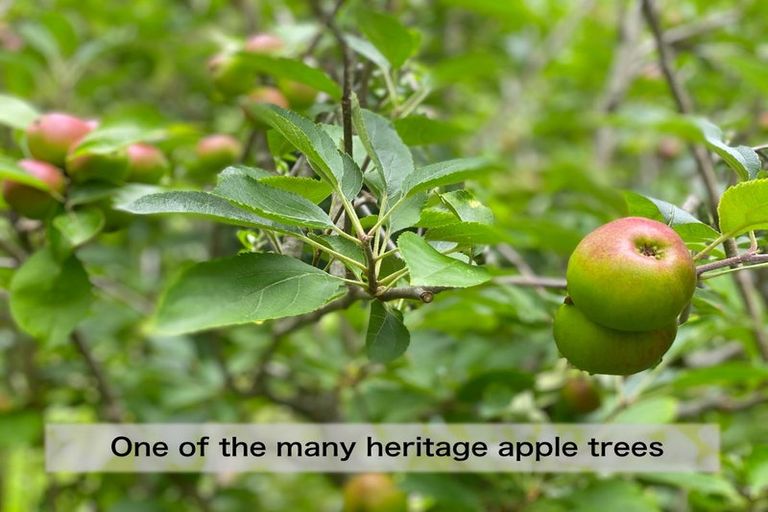 Photo of property in 4 Te Pahi River Drive, Paparoa, Maungaturoto, 0583