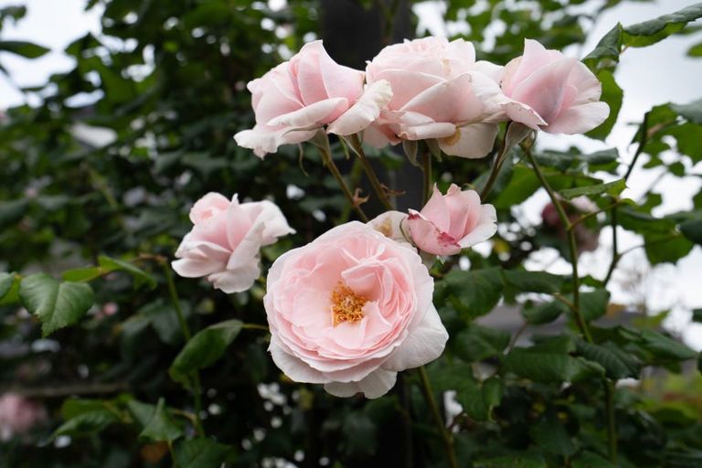 Photo of property in 71 Carlyle Street, Leamington, Cambridge, 3432