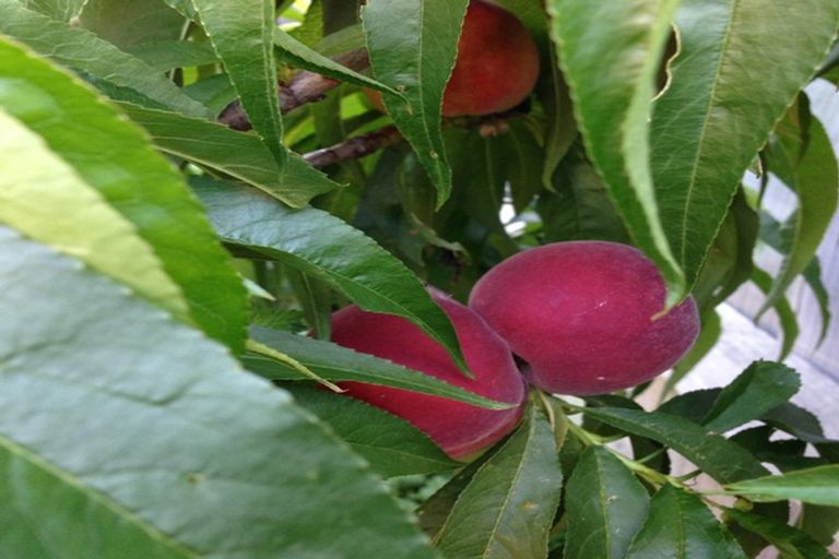 Photo of property in 7 Douglas Street, Lincoln, 7608