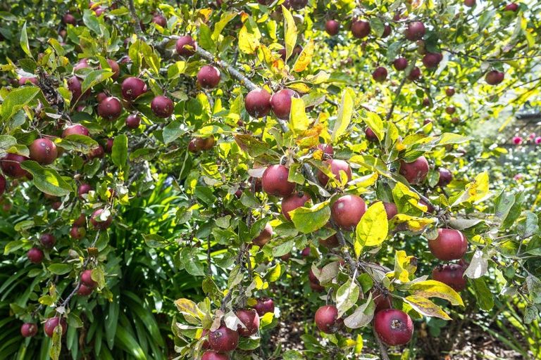 Photo of property in 9a North Foreland Street, Waihola, Milton, 9073