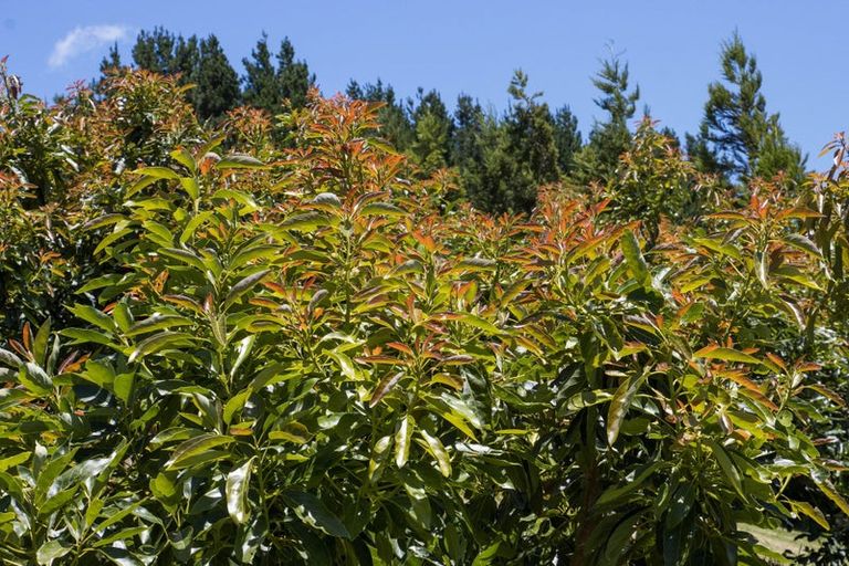 Photo of property in 54d Chard Road, Aongatete, Katikati, 3178