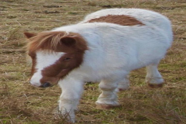 Photo of property in 16 Okoheriki Street, Mamaku, 3020