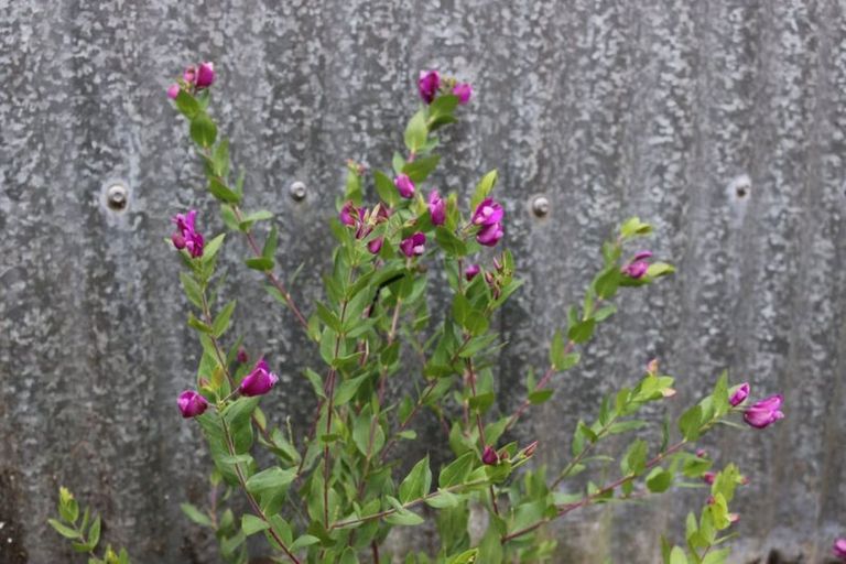 Photo of property in 45d Mcdonald Street, Mosgiel, 9024