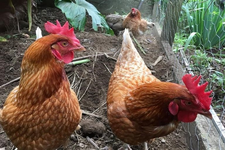 Photo of property in 34 Birdwood Avenue, Moturoa, New Plymouth, 4310