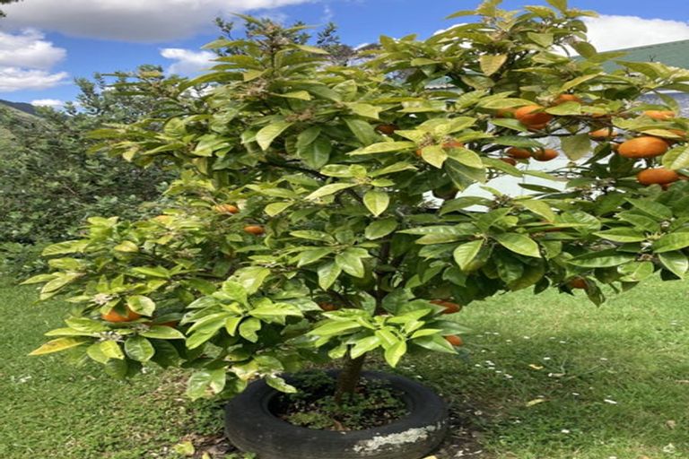 Photo of property in 3353 Mangakahia Road, Pakotai, Whangarei, 0172