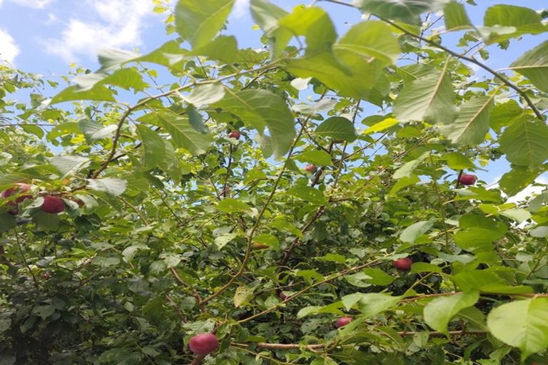 Photo of property in 217 Hokianga Road, Dargaville, 0310