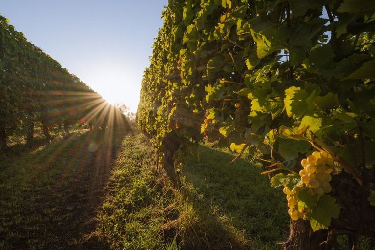 Photo of property in 5 Brook Street, Renwick, 7204