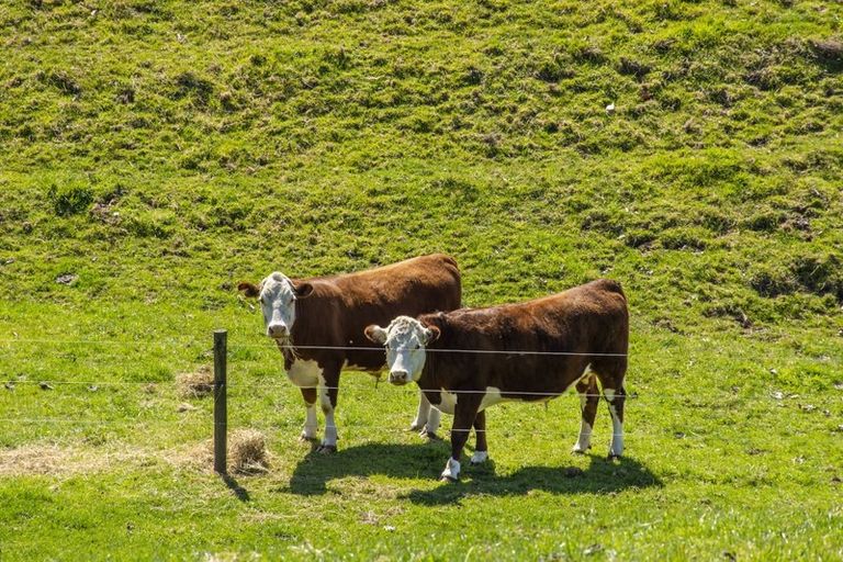 Photo of property in 597c Omanawa Road, Omanawa, Tauranga, 3171