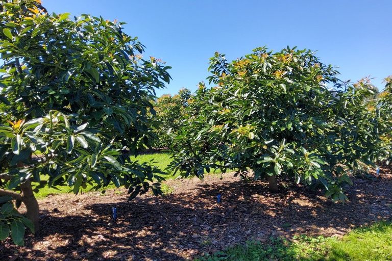 Photo of property in 14 Merrick Road, Pyes Pa, Tauranga, 3173