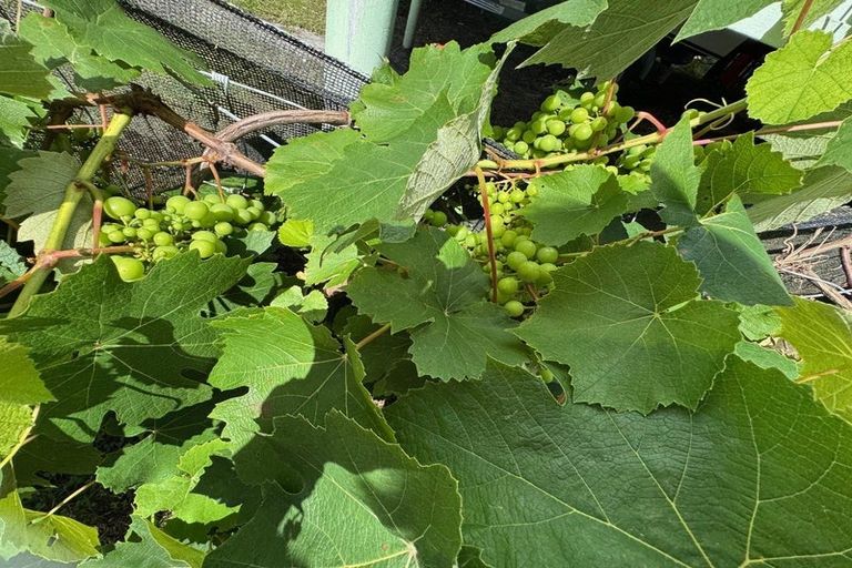 Photo of property in 20a Lake Road, Kaimaumau, Awanui, 0486