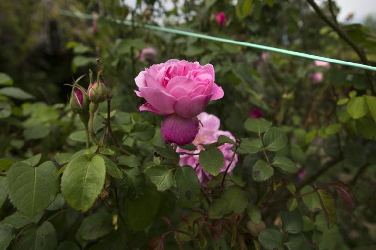 Photo of property in 18 Plunket Street, Dargaville, 0310