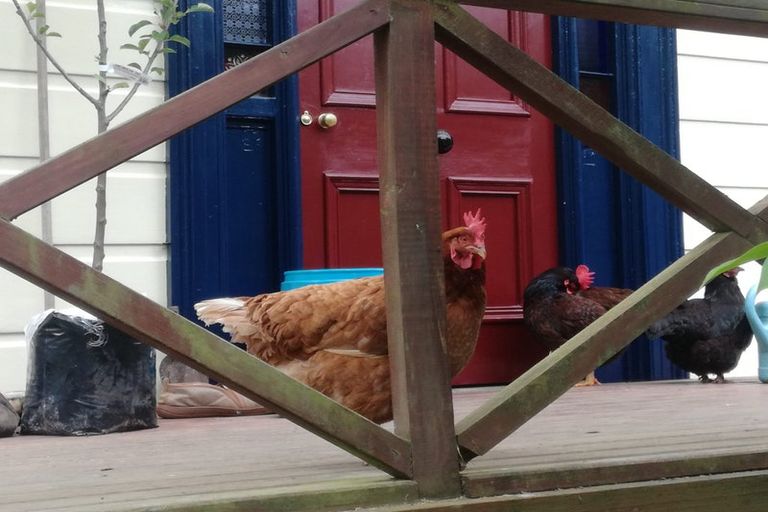 Photo of property in 95 Norwood Street, Normanby, Dunedin, 9010