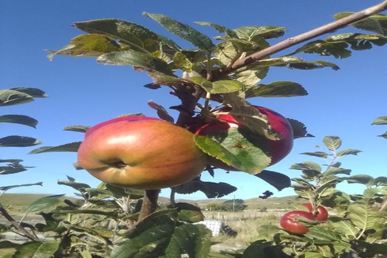 Photo of property in 18 Martin Road, Papatawa, Woodville, 4998