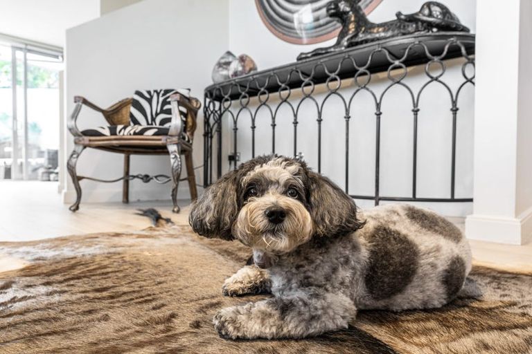 Photo of property in Montrose Villas, 441h Beach Road, Mairangi Bay, Auckland, 0630