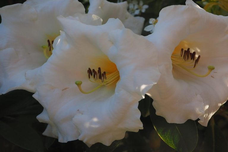 Photo of property in 7 Douglas Street, Lincoln, 7608