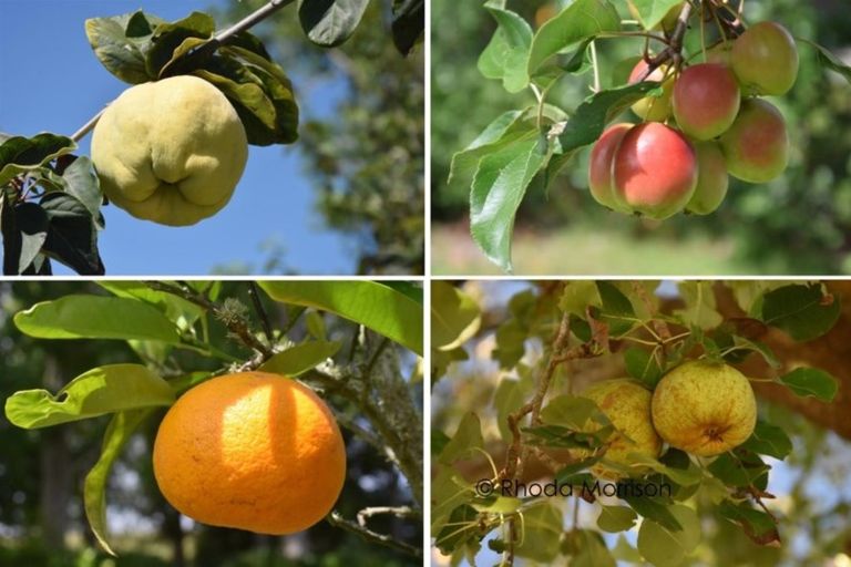 Photo of property in 45 Barlow Lane, Matakohe, 0594