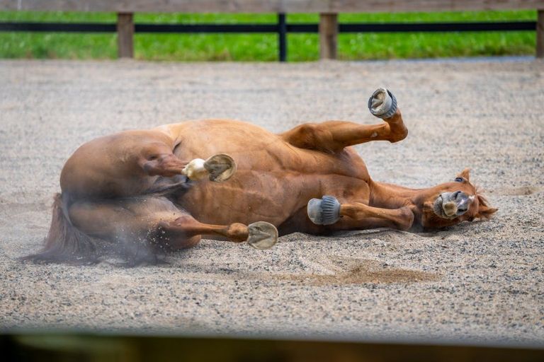 Photo of property in 442 Bruntwood Road, Tamahere, Cambridge, 3493