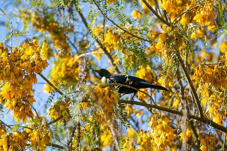 Photo of property in 1a Sanders Street, Arapuni, Putaruru, 3415