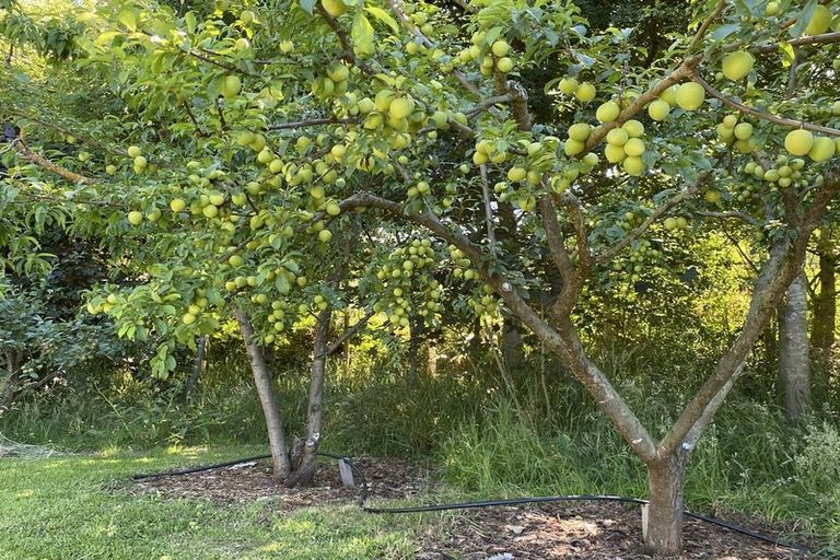 Photo of property in 98 Hawke Road, Orari, Geraldine, 7992